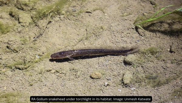 100-Million-Year-Old Fish In Kerala