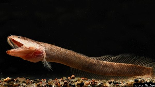 100-Million-Year-Old Fish In Kerala