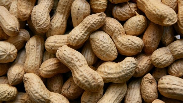 Peanuts May Improve Gut Health