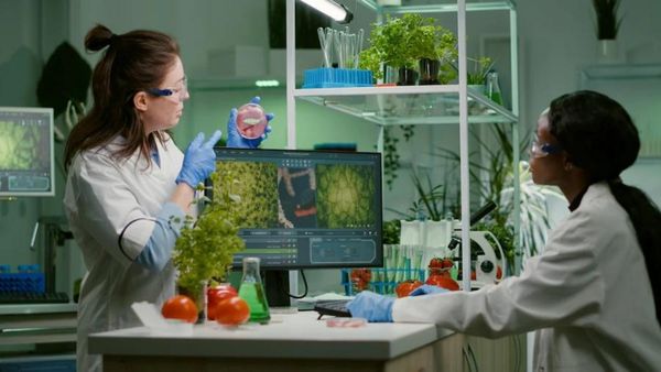 What Are The Key Nutrients Missing From Meat Substitutes?