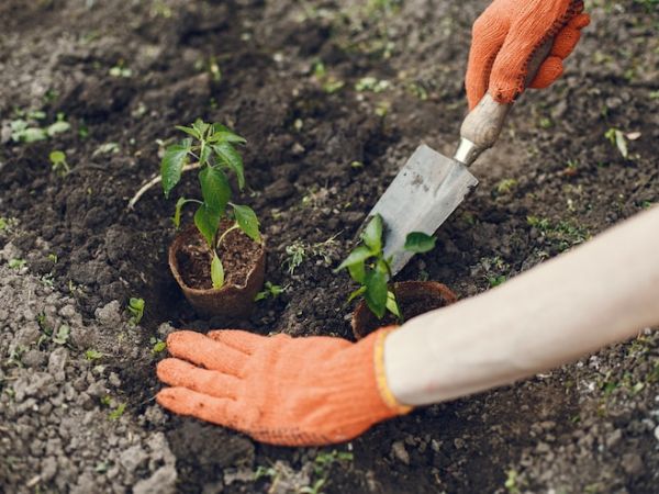 Can Gardening Help Reduce Cancer Risk