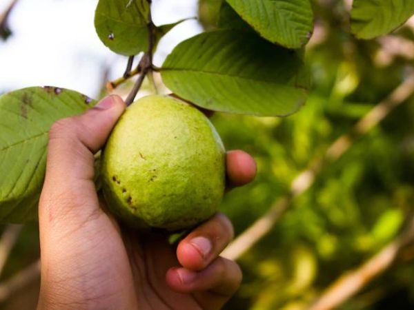 Guava During Pregnancy