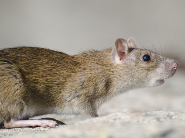 Animals In Disease Detection