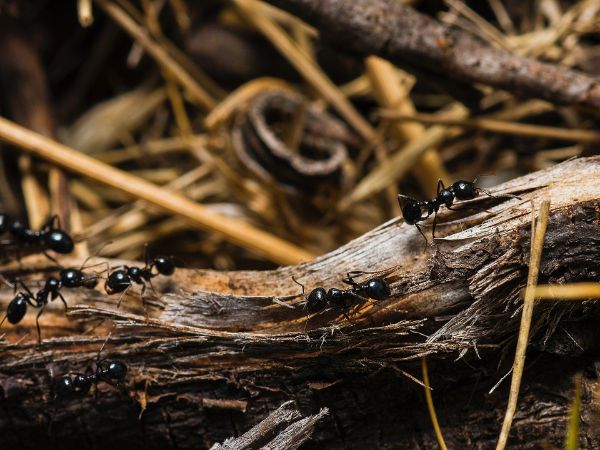 Can Ants Detect Cancer In Urine