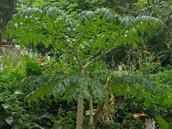 Health Benefits Of Elephant Foot Yam