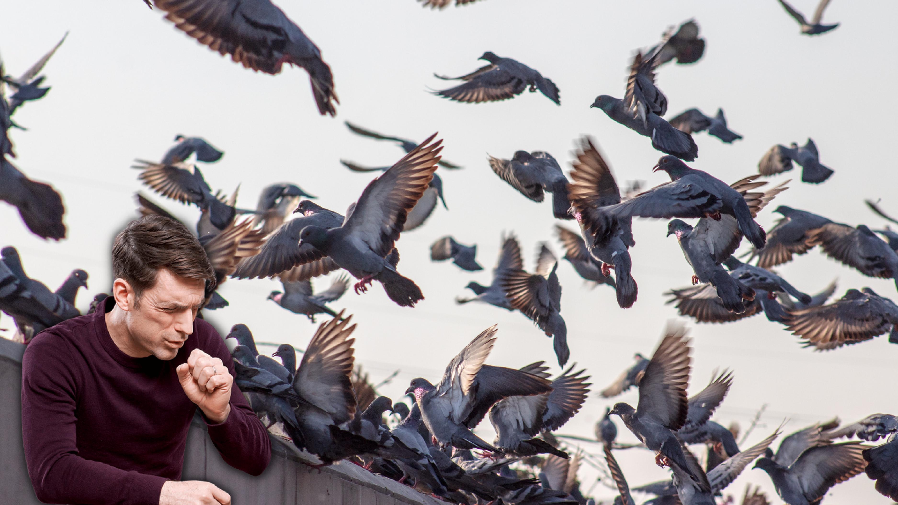 Can Pigeon Poop Worsen Asthma Can Pigeon Poop Worsen Asthma
