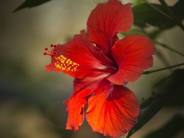 Radhika Apte Haircare Tips