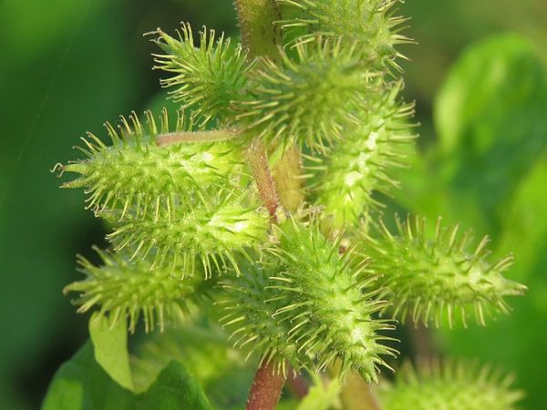 Anti-Ageing Benefits Found In A Weed