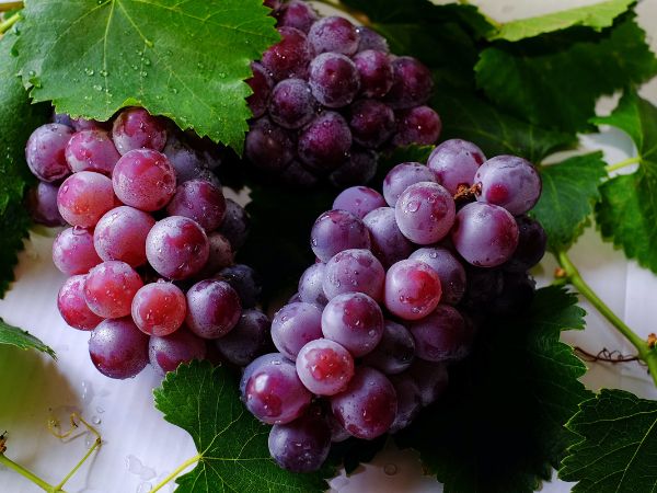 Grapes In Summer