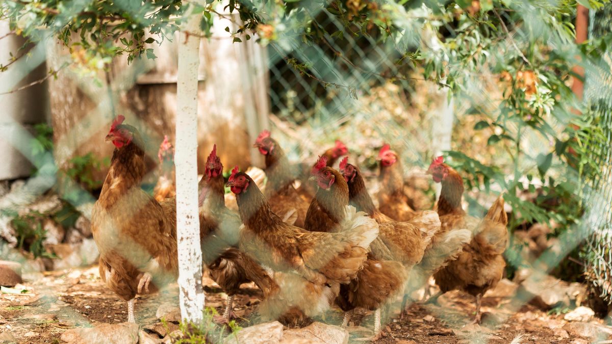 H3N8 Bird Flu In China: Symptoms H3N8 Bird Flu In China: Symptoms