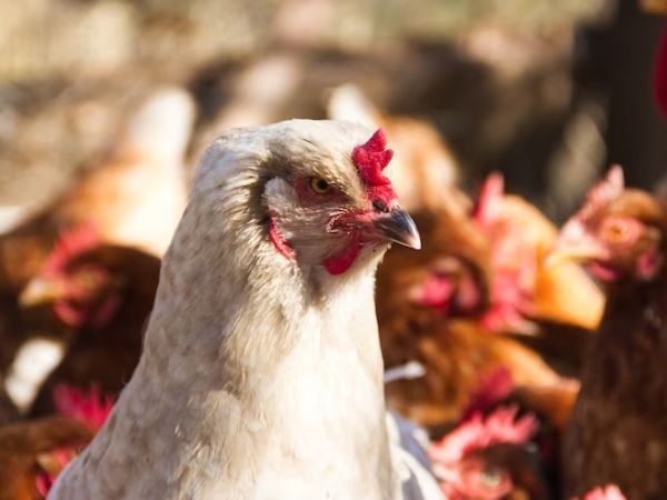 H3N8 Bird Flu In China: Symptoms H3N8 Bird Flu In China: Symptoms