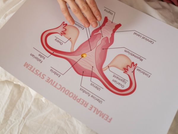Reproductive Factors Affect Heart Health