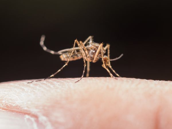 Malaria In Pregnancy