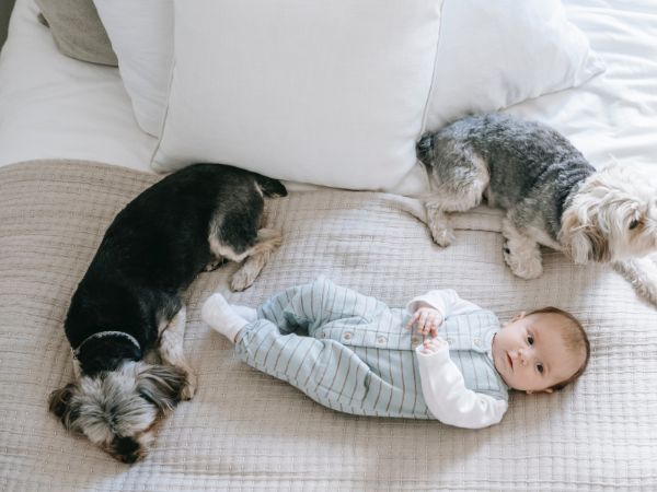 Prep Your Pet Before You Bring Home Baby