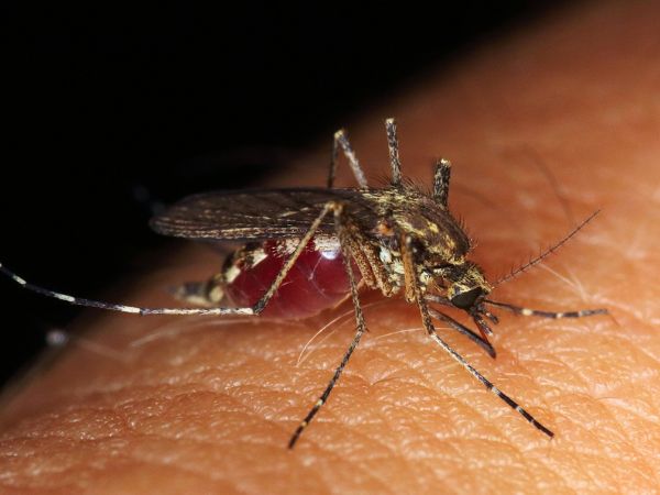 Do Mosquitoes Bite You A Lot? Do Mosquitoes Bite You A Lot?