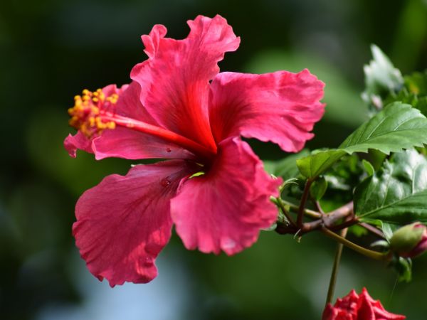 Hibiscus To Manage Hair Fall Hibiscus To Manage Hair Fall