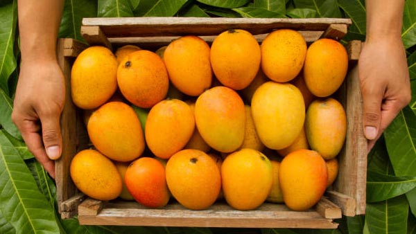 Lakshmanbhog Mangoes for Narendra Modi Lakshmanbhog Mangoes for Narendra Modi