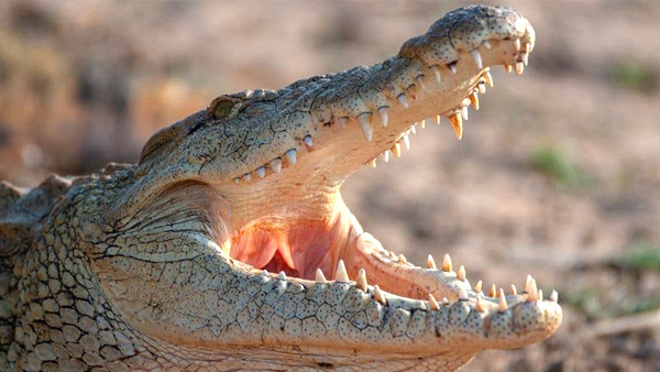 Female Crocodiles: Reproducing Female Crocodiles: Reproducing