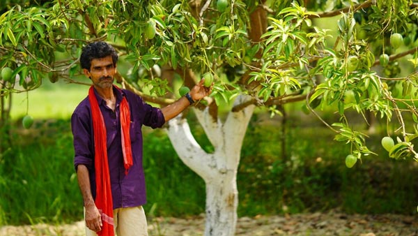 Lakshmanbhog Mangoes for Narendra Modi Lakshmanbhog Mangoes for Narendra Modi