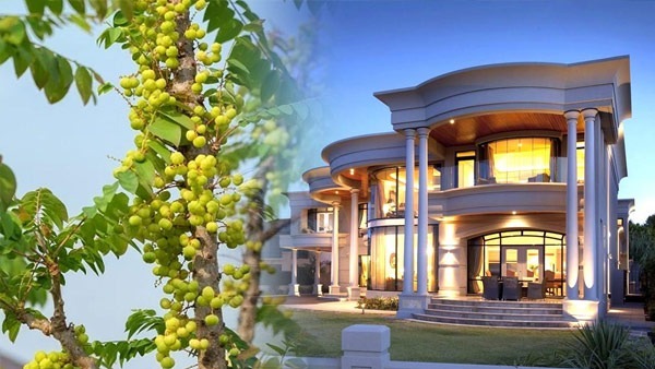 Planting This Magical Tree