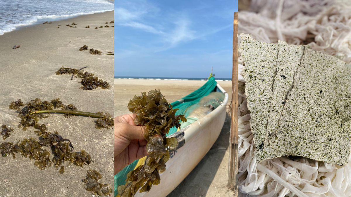 Converting Seaweed Into Paper This Green Warrior's Holiday In Goa Turned Out To Be A Goldmine