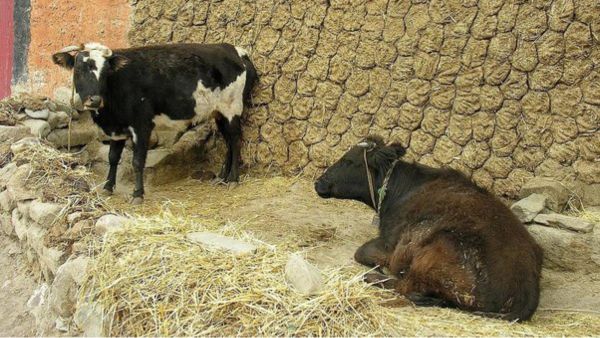 Is Plastering Floor With Cow Dung Good?