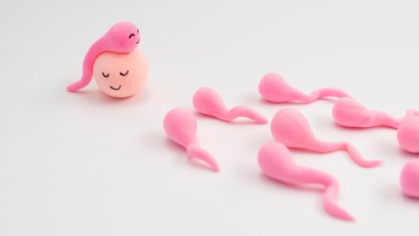 Synthetic Human Embryo With No Brain