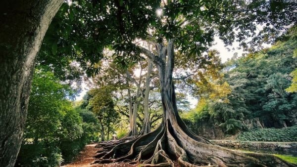 You Should Not Sleep Under Peepal Tree