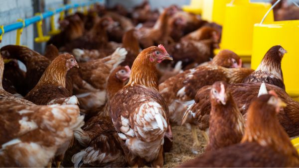 Bird Flu: Know The Signs And Symptoms