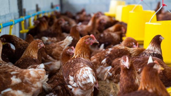 Ways To Protect Your Pets From Bird Flu