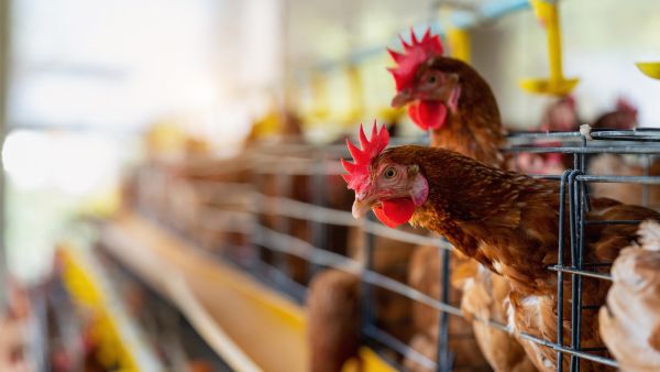 Ways To Protect Your Pets From Bird Flu