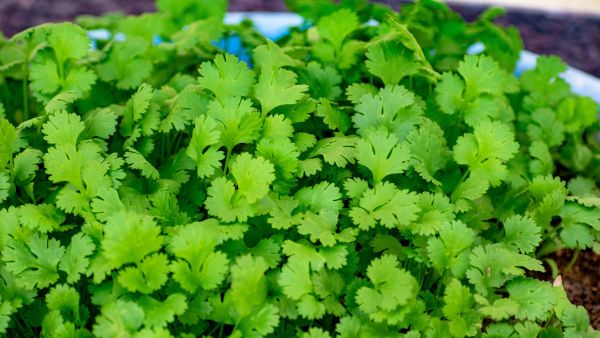 Coriander Leaves For Skin Glow