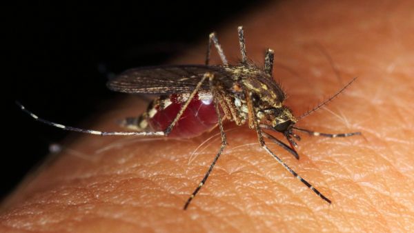 Dengue Symptoms Can Lead To Death