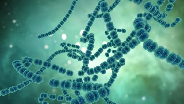 Is The Dengue Virus Changing? Is The Dengue Virus Changing?