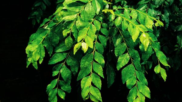 Curry Leaves Recipes For Hair Loss
