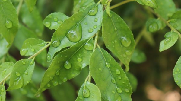 Curry Leaves Recipes For Hair Loss