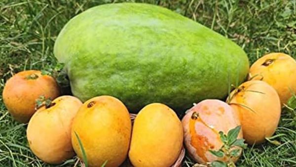Health Benefits Of Noorjahan Mango