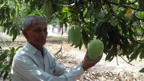 Health Benefits Of Noorjahan Mango