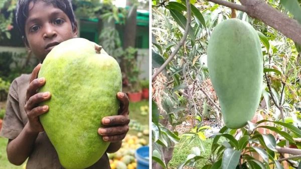 Health Benefits Of Noorjahan Mango