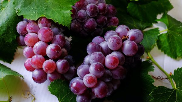 Grapes Every Morning On Empty Stomach
