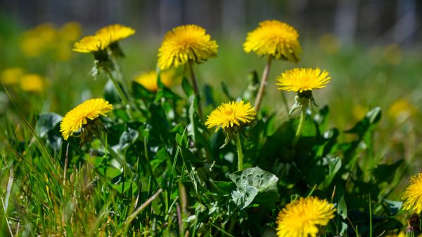 Top 5 Foods With The Highest Prebiotic