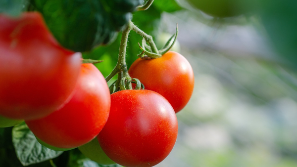  8 Substitutes For Fresh Tomatoes 