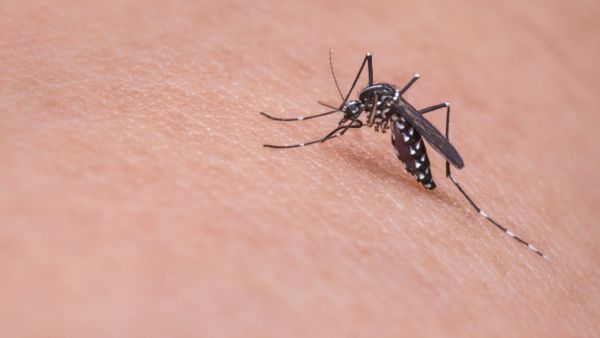 Is One Bite Enough to Get Dengue?
