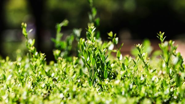 Combating Alzheimers