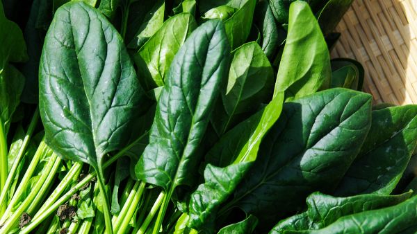 Therapeutic Foods To Prevent Dengue Therapeutic Foods To Prevent Dengue