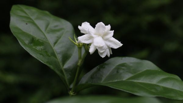 5 Indian Flower For Skincare