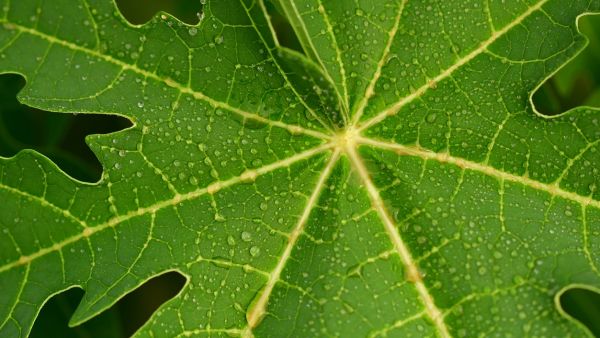How To Use Papaya Leaves For Dengue How To Use Papaya Leaves For Dengue