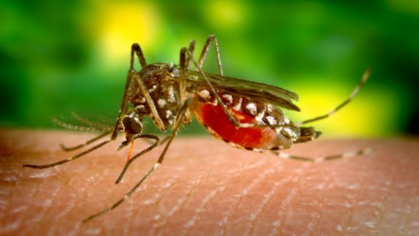 Prevent Dengue At Home: Expert Tips