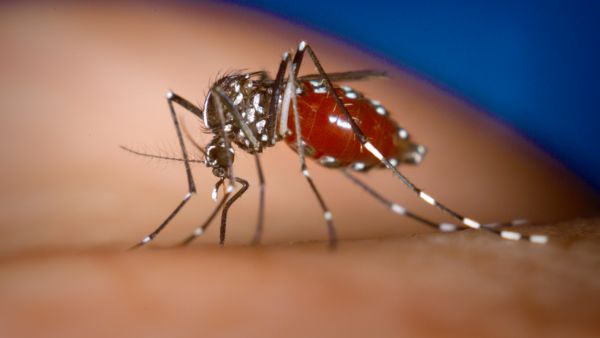 Why Dengue is Known as Breakbone Fever