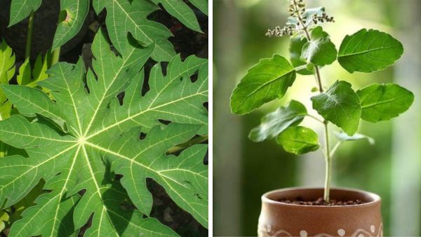 Nature to Fight Dengue